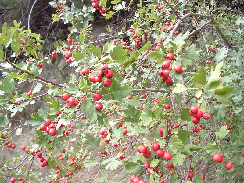 Crataegus monogyna / Biancospino comune